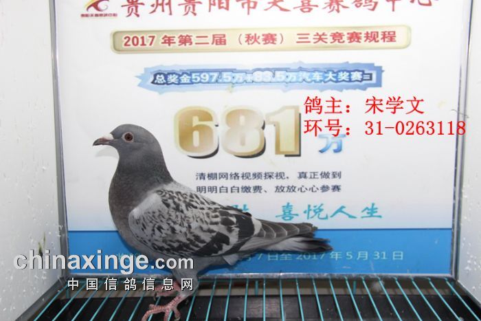 贵阳天喜赛鸽中心2017年4月22日幼鸽入棚照(图2)